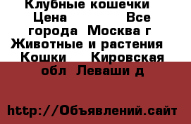 Клубные кошечки › Цена ­ 10 000 - Все города, Москва г. Животные и растения » Кошки   . Кировская обл.,Леваши д.